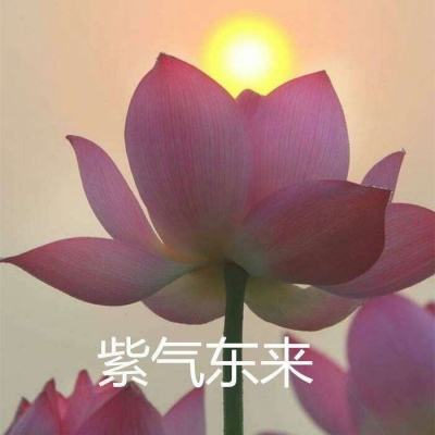 猫狩纪无限猫玉破解版下载
